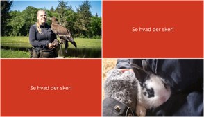 Oplev Nørre Nebel denne weekend: Fugleshow og Morgenfodring