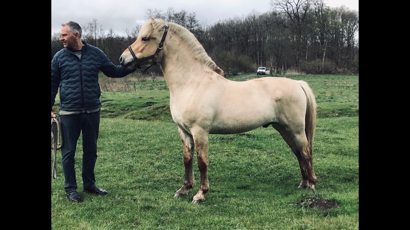 Ung hingst forsvundet fra Vilhelmsborg 