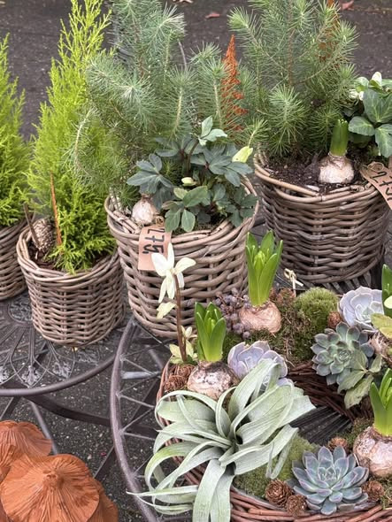 Tulipa Blomster & Havedesign tilbyder smukke julearrangementer til dit hjem og festligheder