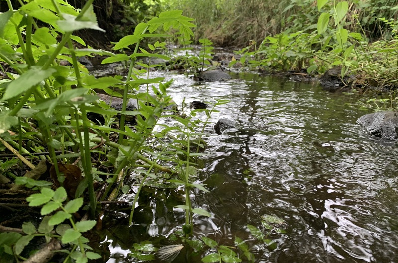 Mariagerfjord iværksætter opmåling af vandløb for forbedret vandforvaltning