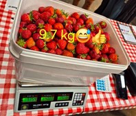 Jensen Jordbær inviterer til selvpluk, hygge og maleri på Jordbærgården