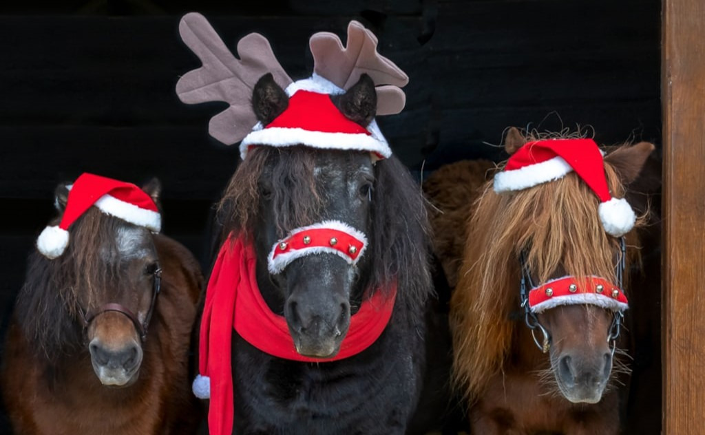 Ridetur på ponyer til fordel for Danmarks Indsamling 2025