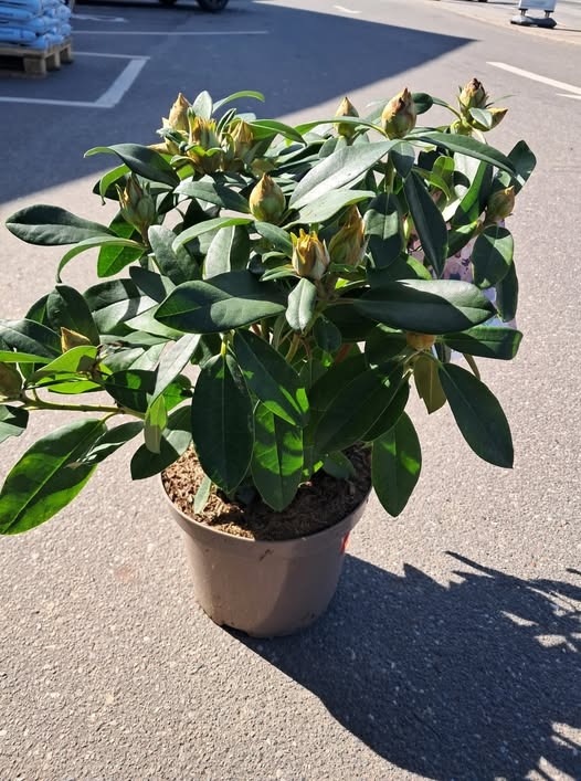 SPAR Valsgård tilbyder rododendron til 75 kr. med afhentning senest lørdag