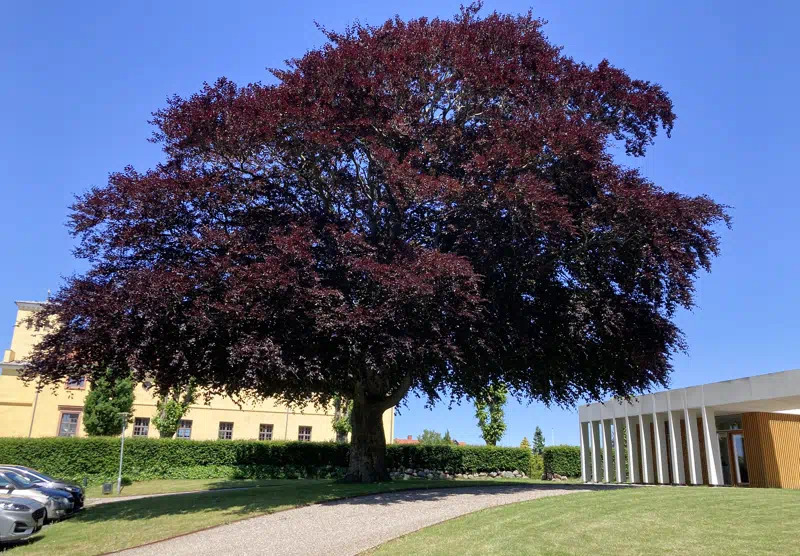 Blodbøgen ved Vonsild Kirke kåret som årets træ og fejres med ceremoni og fællesskab