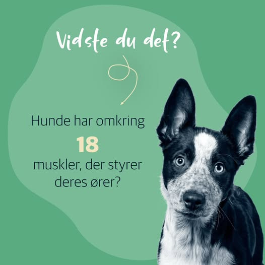 AniCura Aalborg deler fun fact om hundens ører