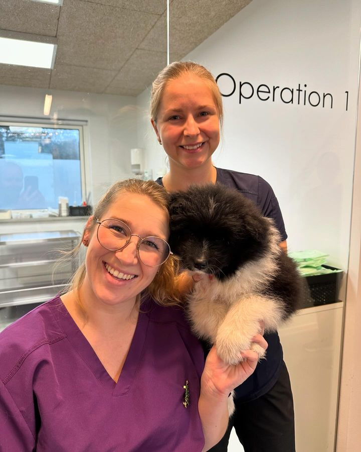 Center Dyreklinik glæder sig over gensyn med sunde hvalpe fra kejsersnit