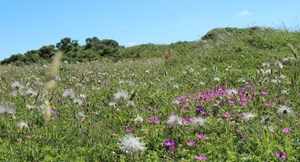 Årsmøde med fokus på rent vand i Hjørring Kommune