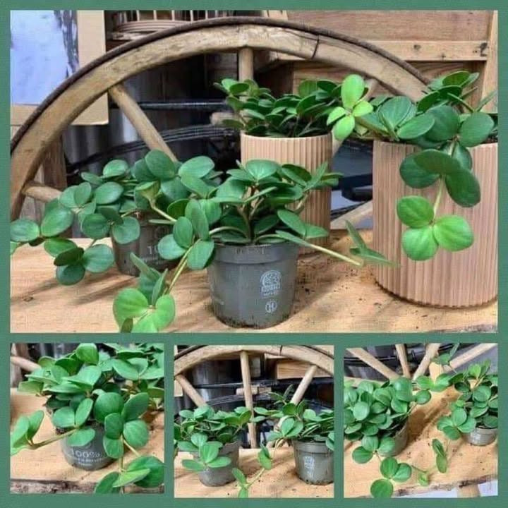 MENY Randers tilbyder Peperomia Hope til 39 kr