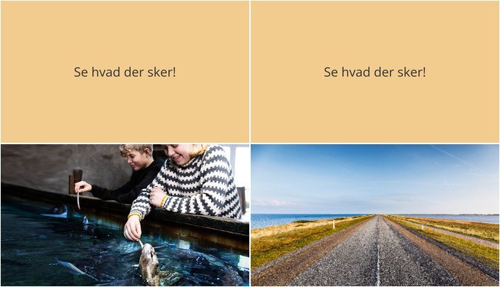 Spændende uger i Thyborøn: Fodring af hajer og vintervandring ved Limfjorden