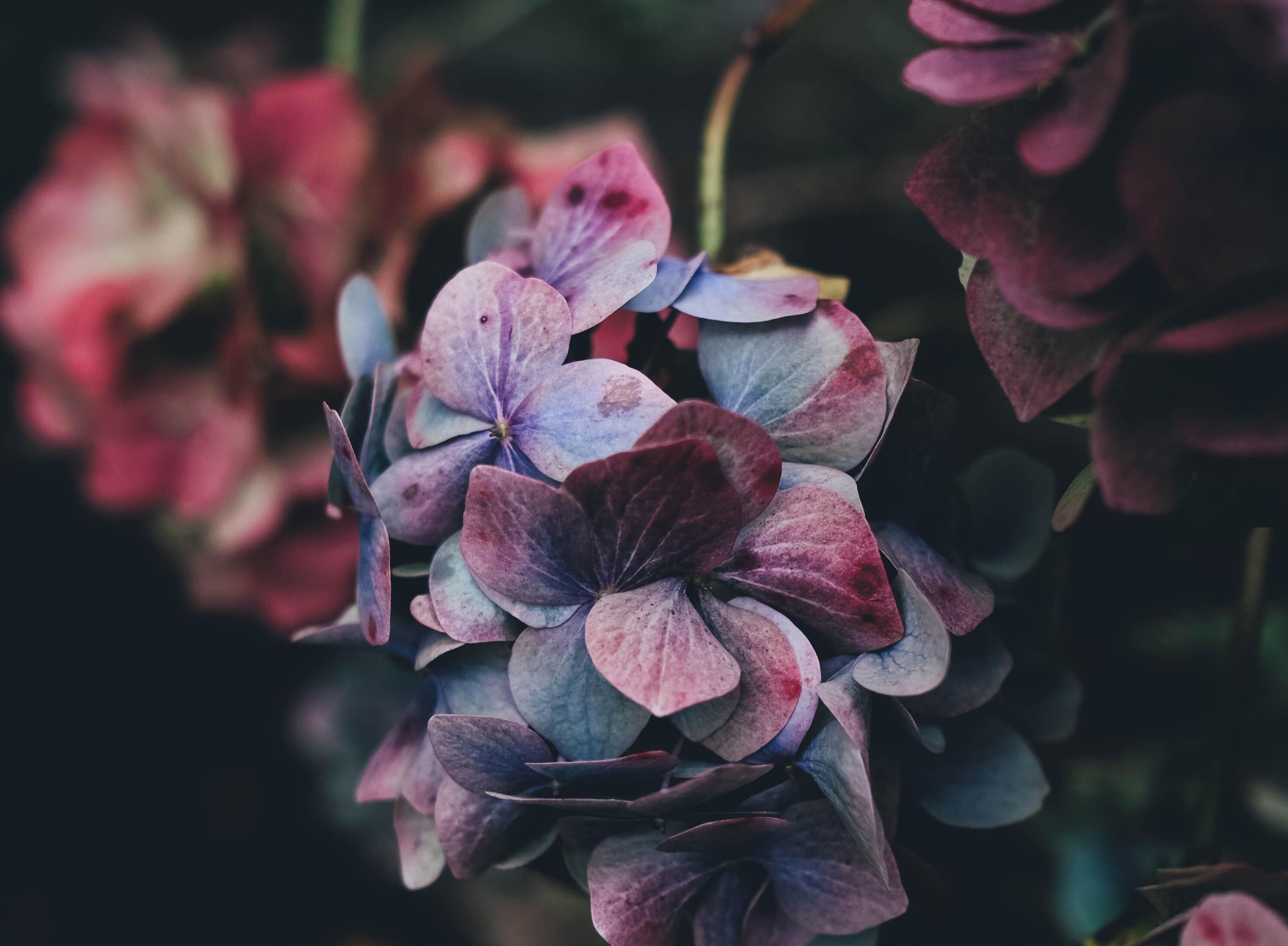 Julelivesalg fra Blåbærgårdens blomster
