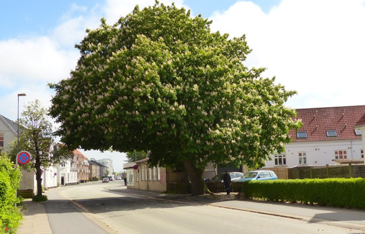 Hjørring Kommune hjælper dig med at bevare dit træ for eftertiden