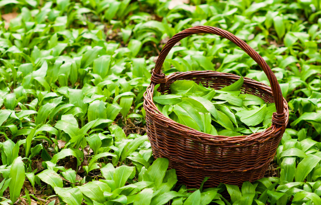 Smag på din kommune: Grønne urter i Skanderborg