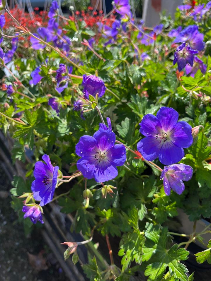 Hold trit med lokalområdet: Nyt fra Horsens