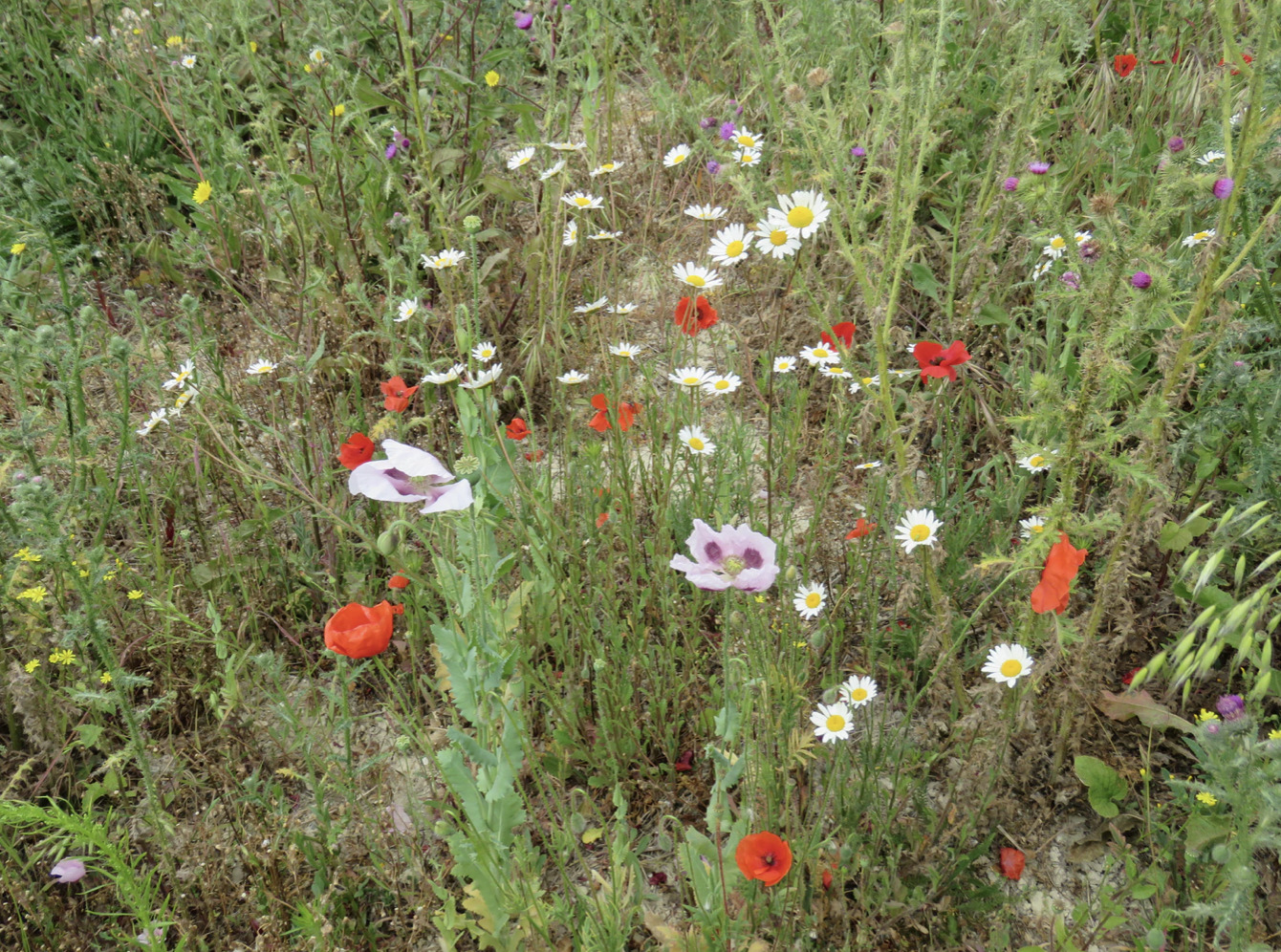 Kongdalsparken stemples som “vildt smuk”