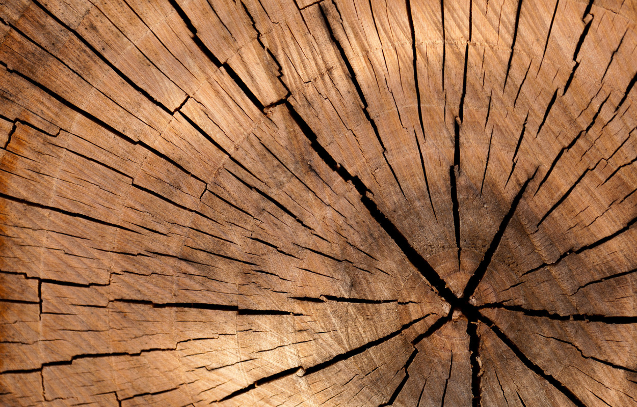 Smuk trækunst udstillet på Skive Bibliotek