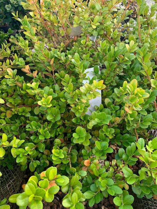 Opdatér dig her: Det nyeste fra Brønderslev