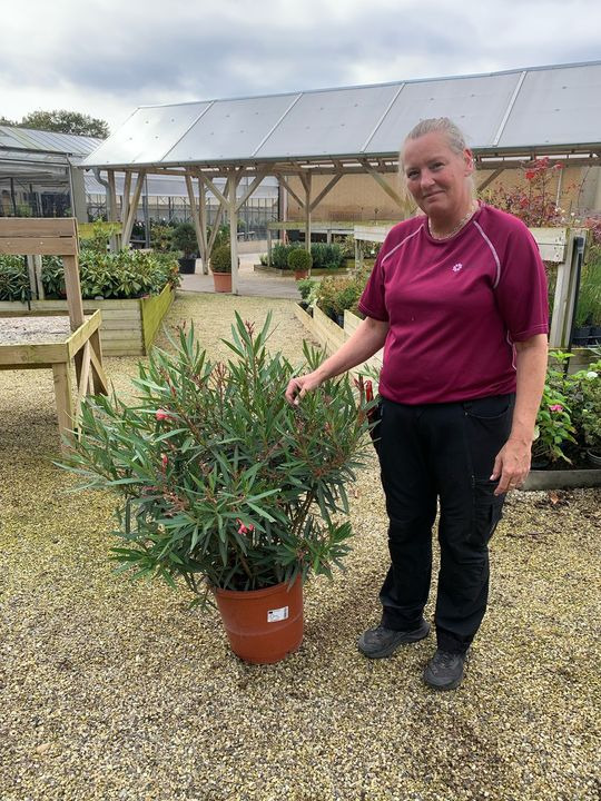 Opdatér dig her: Det nyeste fra Brønderslev