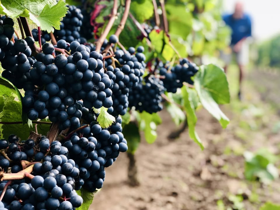 Dansk Vindag inviterer til økologiske vinoplevelser i Nordjylland