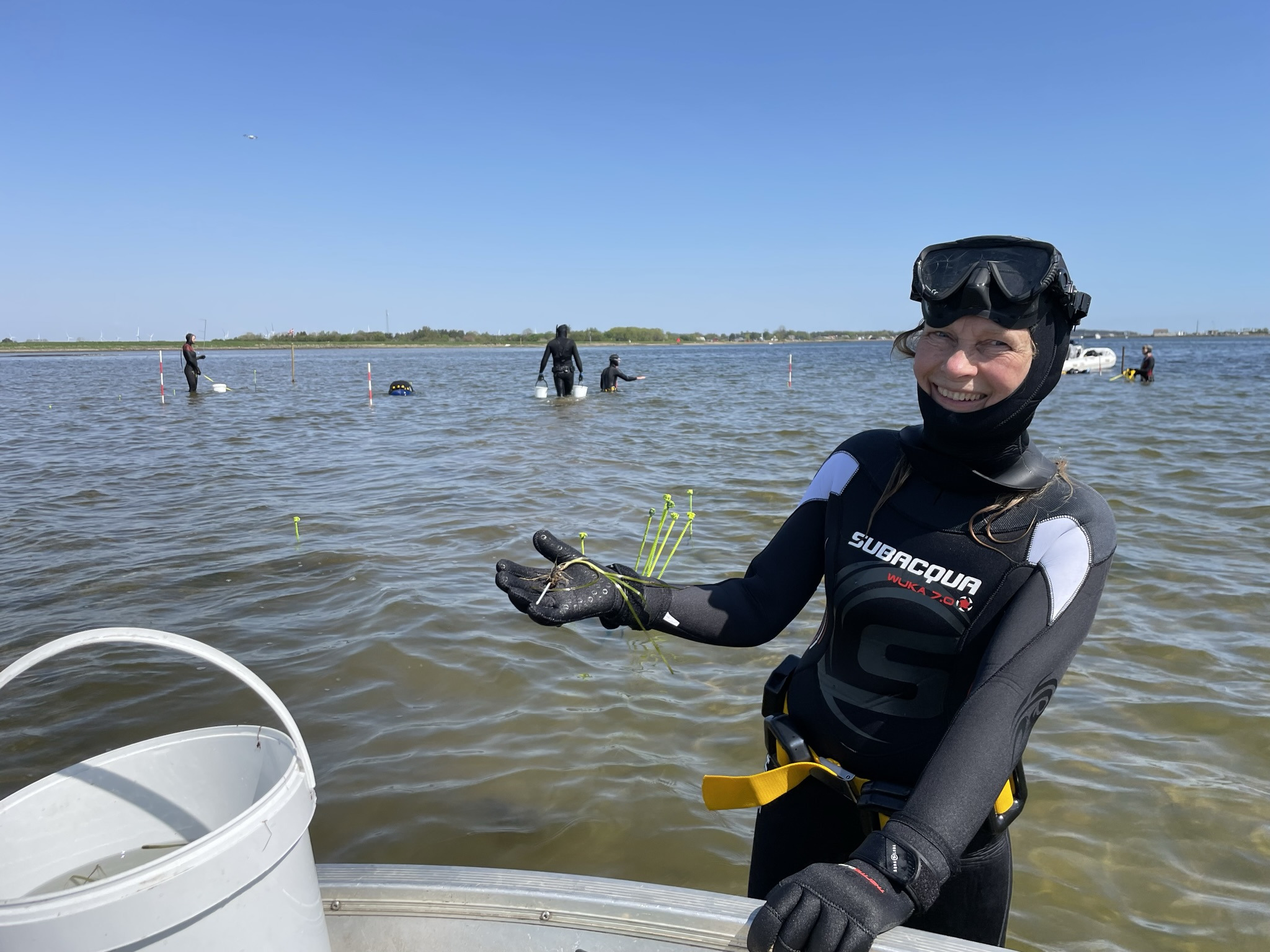 Ålegræs kommer fjordens dyreliv til undsætning