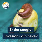 EDC Nørre Snede giver 5 gode råd til bekæmpelse af dræbersnegle