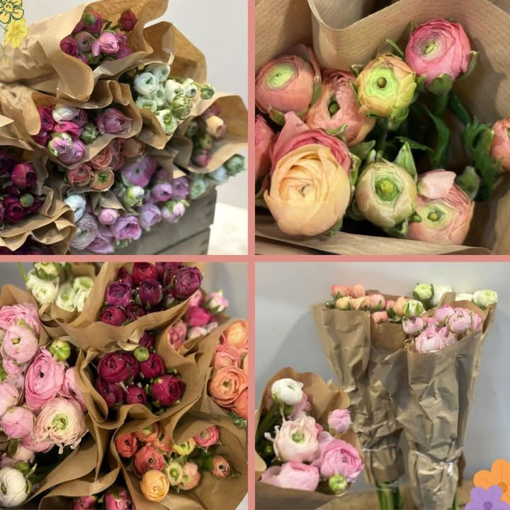 Meny Randers tilbyder halv pris på eksklusive ranunkler i store bundter