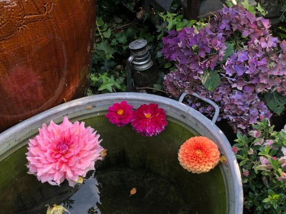 Oplev en inspirerende havevandring i Helsinge