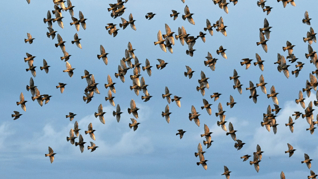 Oplev sort sol over Ribe: En betagende naturoplevelse