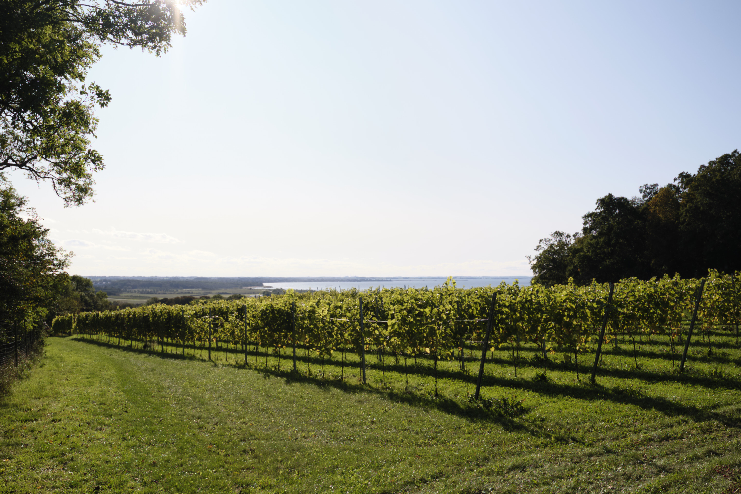 Oplev vinens verden på Vejrhøj Vingård