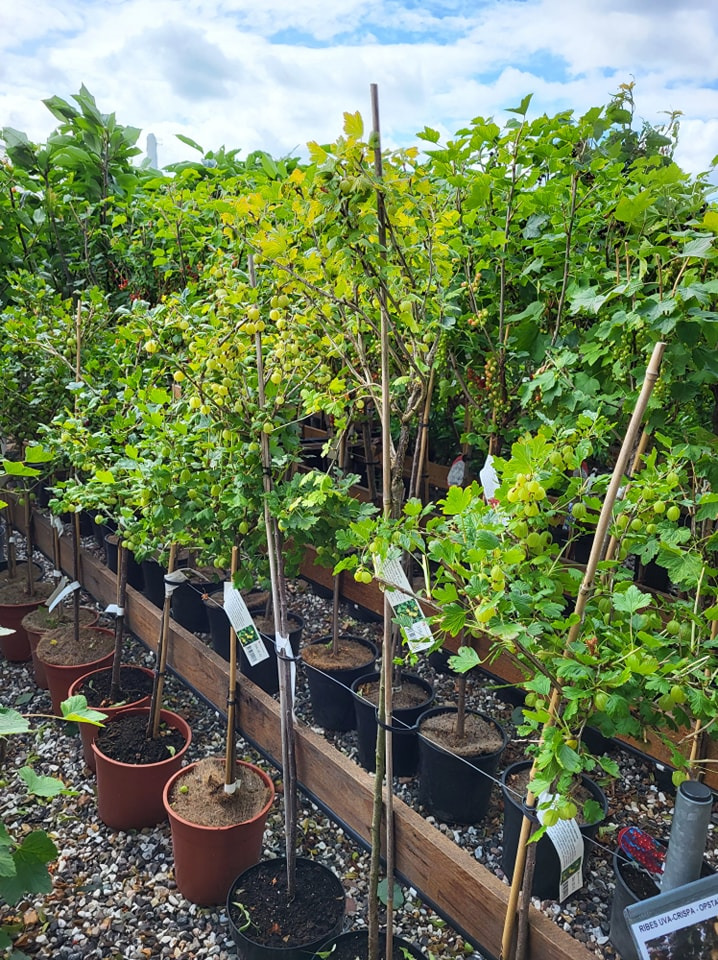 Opslagstavlen: Nyeste opdateringer fra Viborg