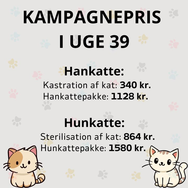 Vodskov Dyreklinik sætter fokus på katte i uge 39 med nedsatte priser og konkurrence