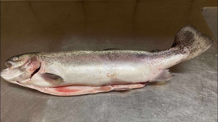 Havnens Fisk Øster Hurup tilbyder weekendtilbud på ferske ørreder i uge 38