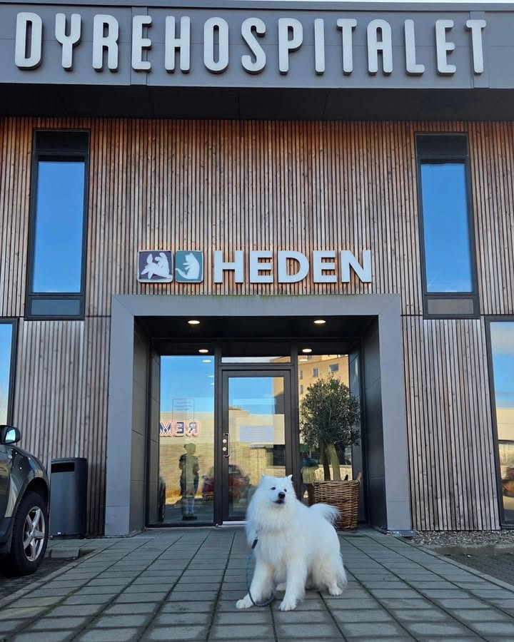 Dyrehospitalet Heden ApS: Spøgelser observeret på hospitalet op til halloween
