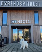 Dyrehospitalet Heden ApS: Spøgelser observeret på hospitalet op til halloween