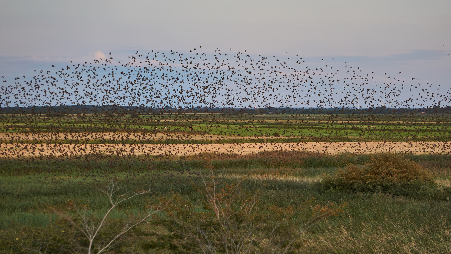 Oplev Ribe: Arrangementer i denne weekend