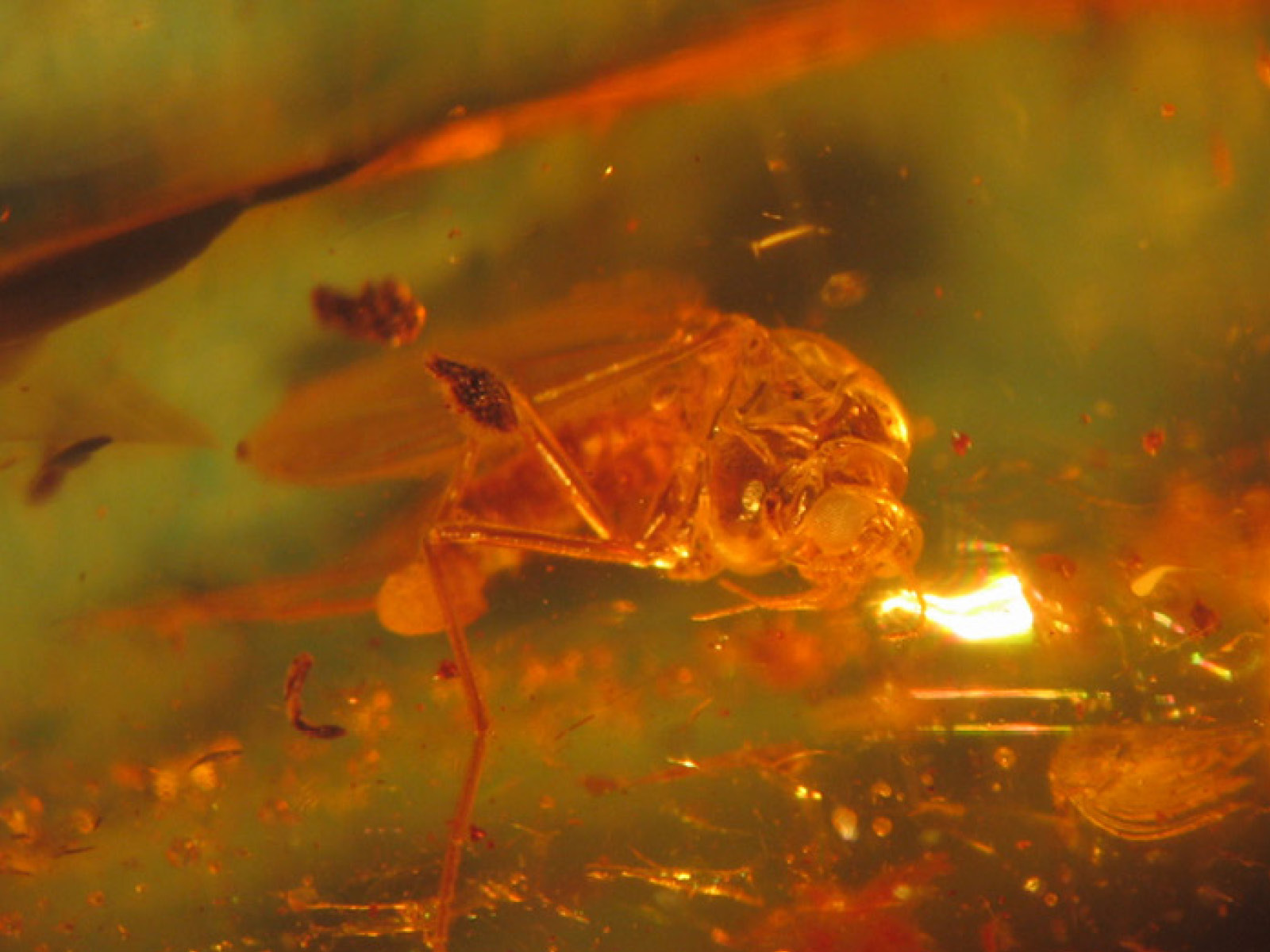 Find Nordens guld på Rømø: Ravjagt på Naturcenter Tønnisgård