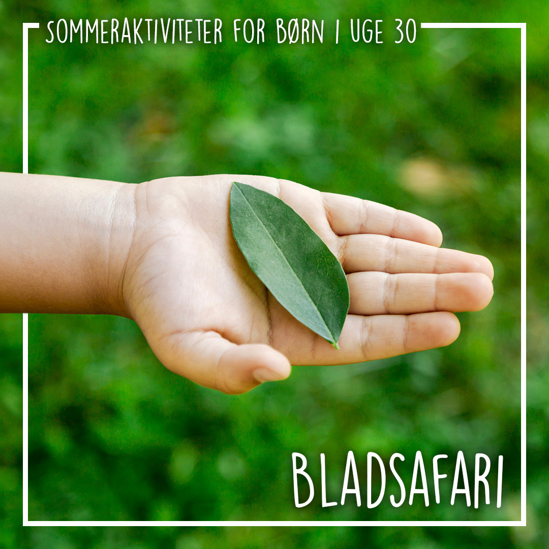 Bladsafari inviterer Koldings børn på sommeraktiviteter