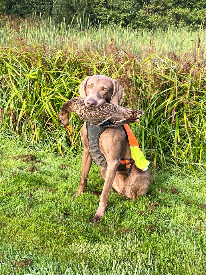 Hold trit med lokalområdet: Nyt fra Vejle