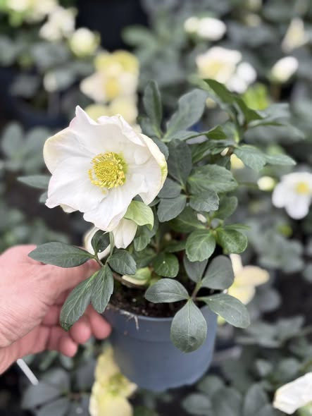 Midtjysk Gartnerhal tilbyder juleroser og søndagsåbent i november og december