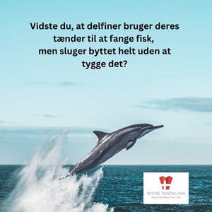 Opslagsbillede
