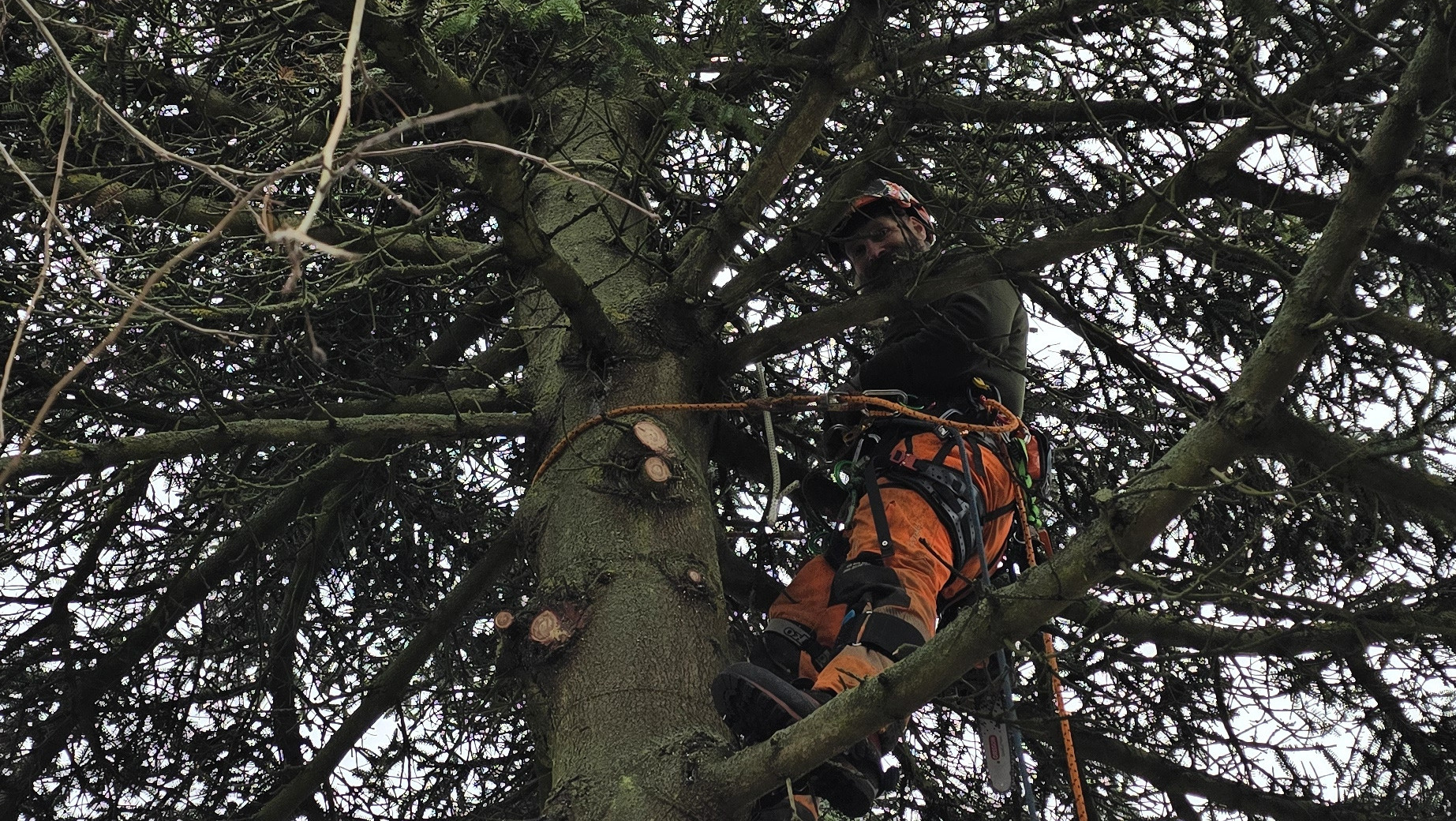 Vinteren er ideel til træfældning – Djurslands Træfældning gør det sikkert og ansvarligt