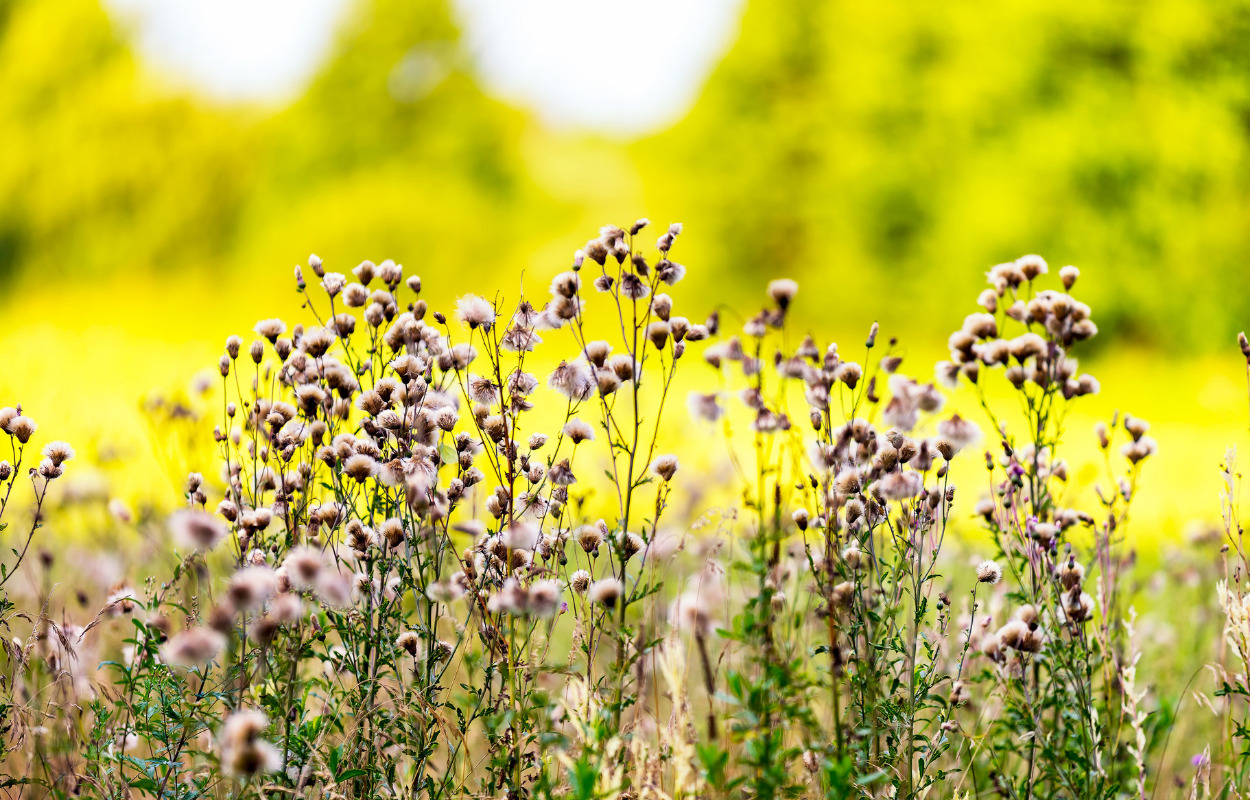 Skive: Foredrag om den vilde have