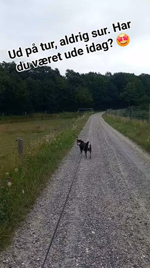 opslagsbillede