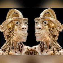 Oplev menneskekroppens vidundere i Arena Randers