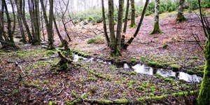 Forårstur gennem Torstedlund Skov