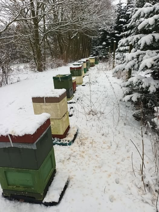 Lær biavl hos Biavlerforeningen Sydbien