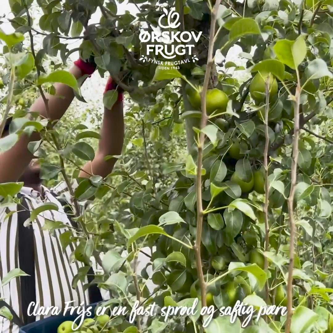 Rema1000 Gærumvej: Danske Clara Frijs pærer til kun 15 kr. frem til lørdag