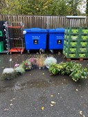 Min Købmand i Asp afholder auktion på blomster og planter i aften