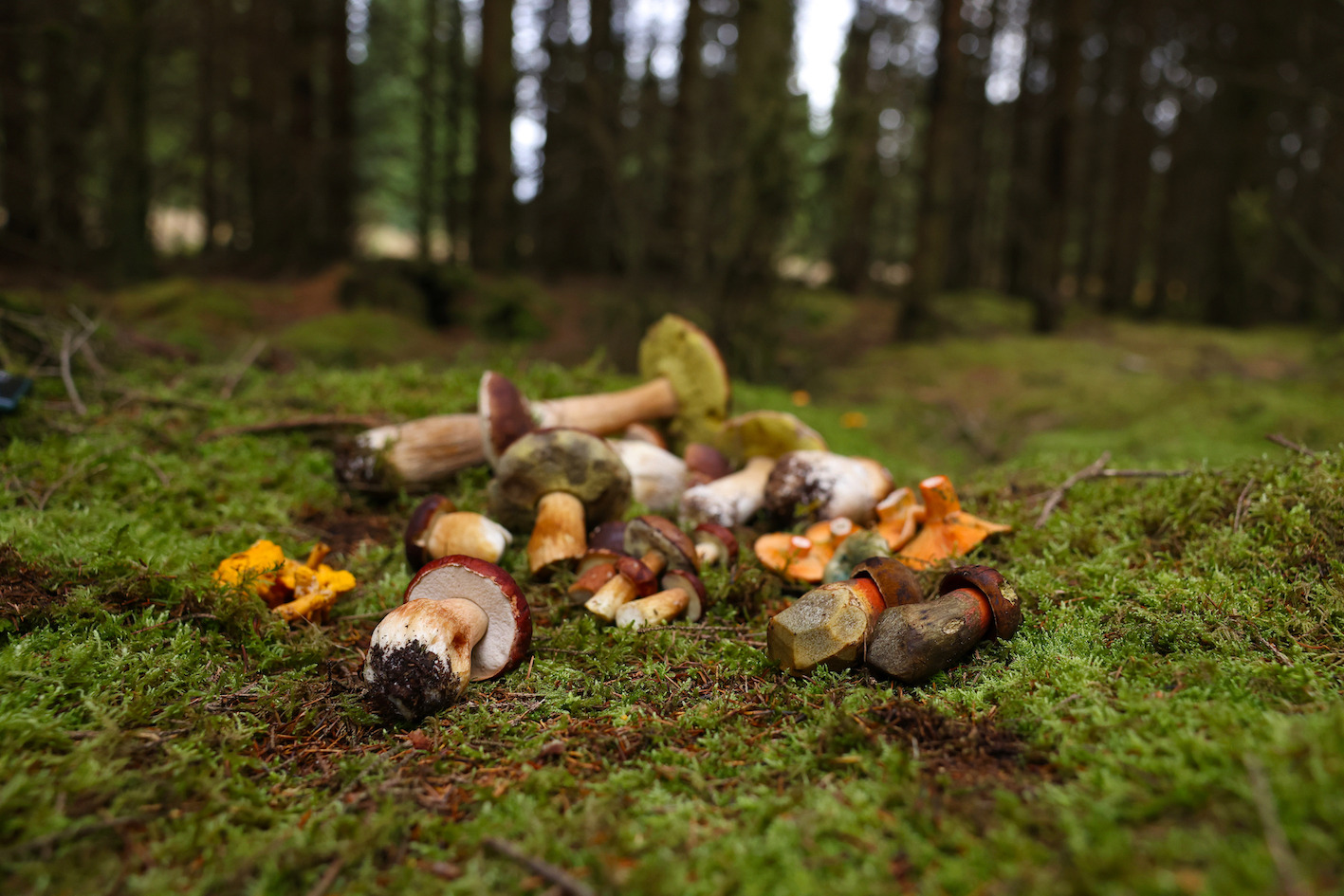 Tag på svampetur med Sanketure i Kongsøre Skov
