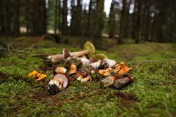 Tag på svampetur med Sanketure i Kongsøre Skov