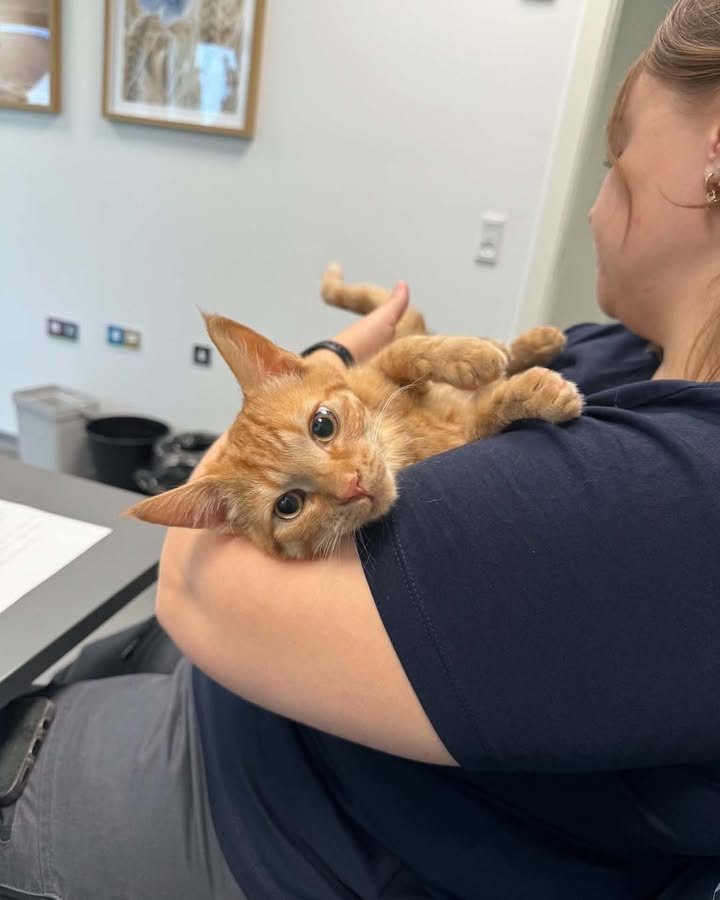 Vodskov Dyreklinik v/Thorstein Arnason gør klar til Kattens Uge med Garfield som assistent